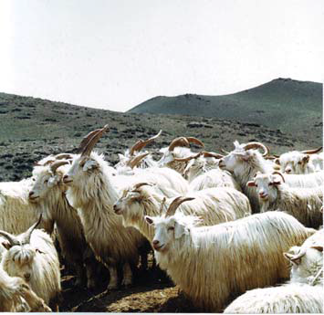 Cashmere Goats